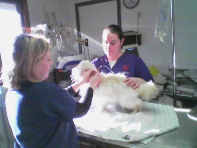 State College Staff Giving Subcutaneous Fluids