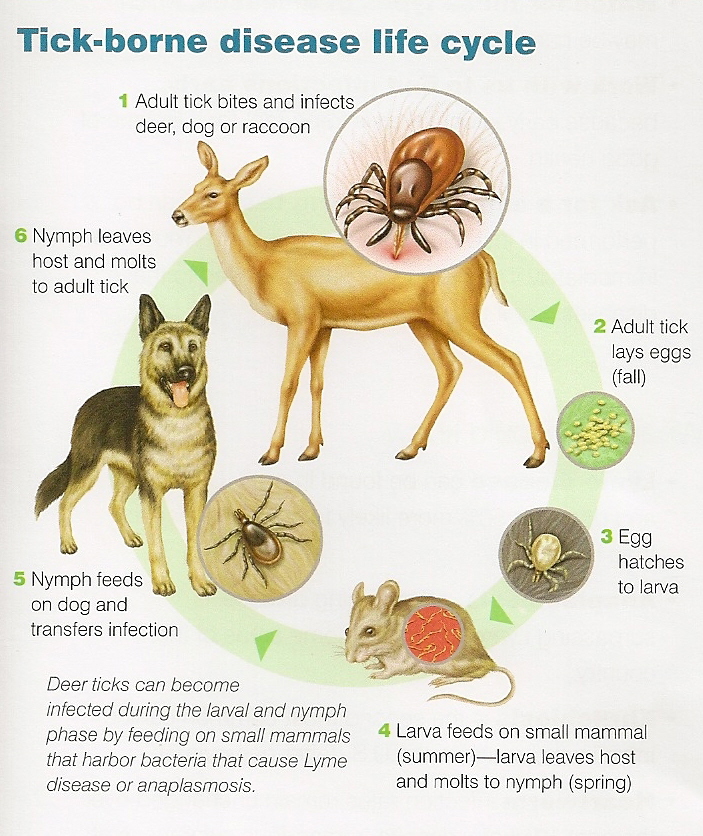 Do Dogs Have Lyme Disease Forever