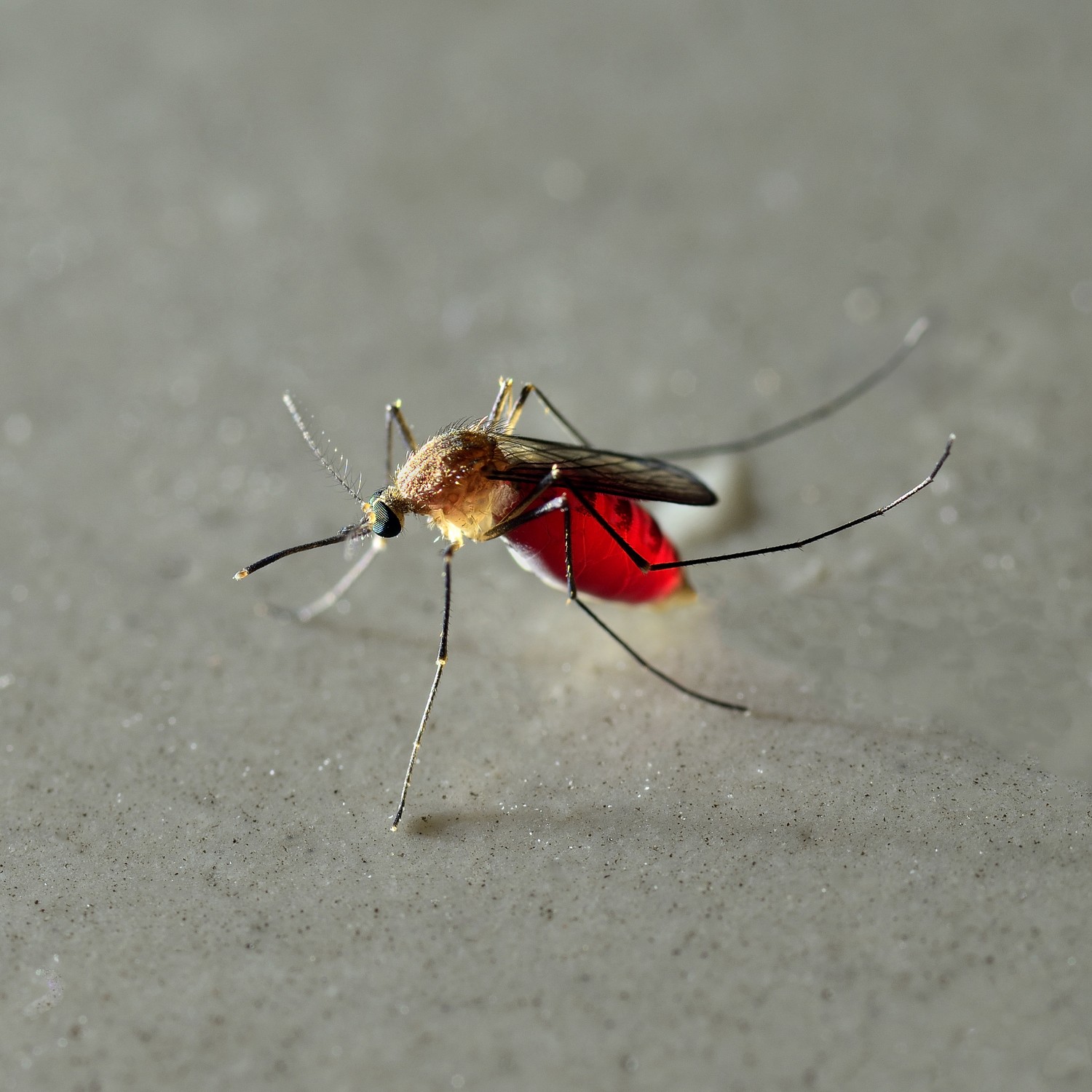 Image of a Mosquito